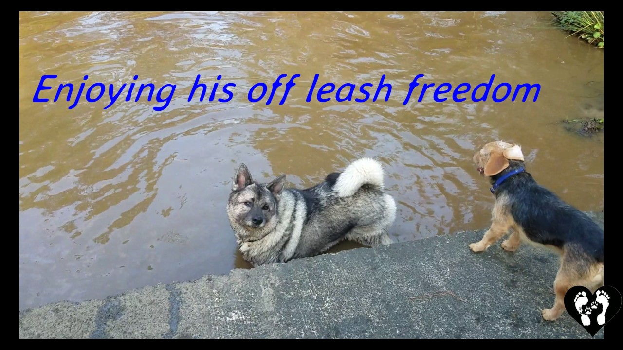 Containment phobia help for Norwegian Elkhound Mojo | Houston dog training