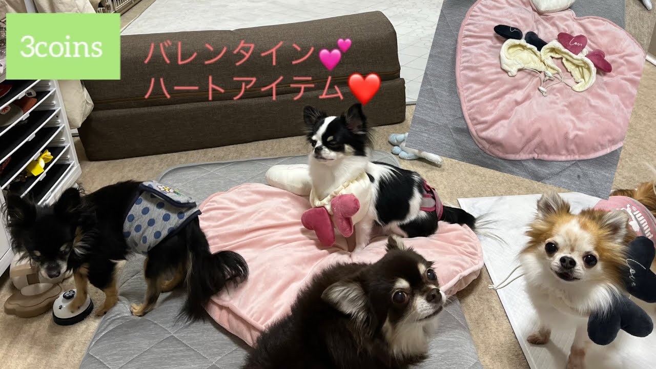 3coinsのバレンタインアイテム❤🍫🎁#チワワ多頭飼い 