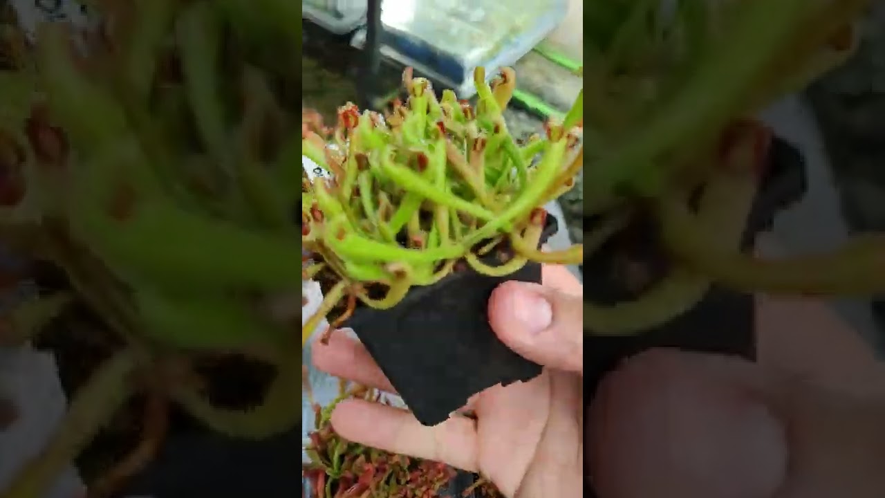 Guía rápida para el cultivo de Heliamphoras Sg. / Quick guide to growing heliamphoras Sg.
