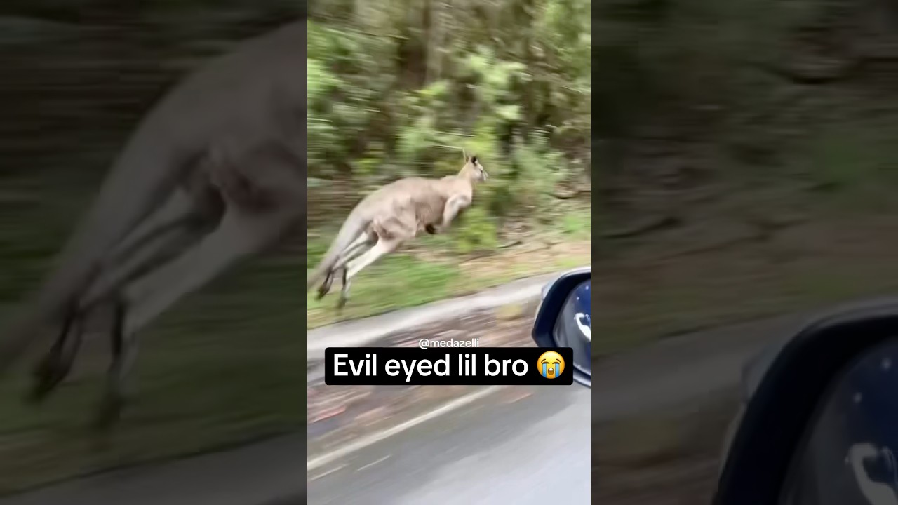 I Found The Fastest Animal On Earth 👀