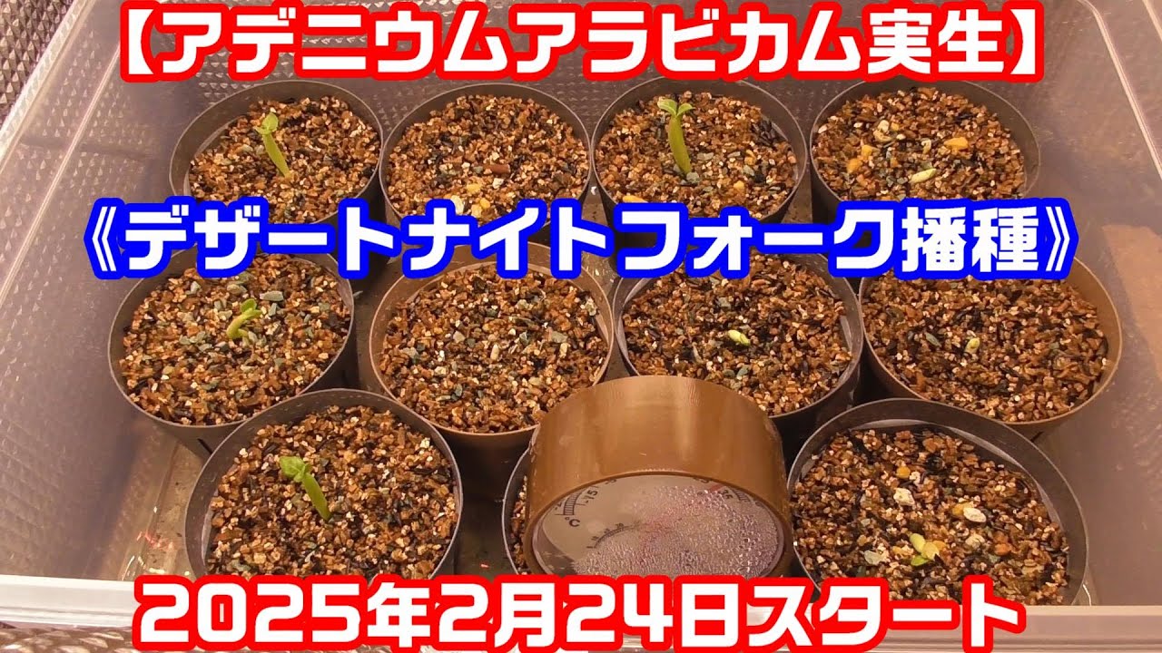 【アデニウムアラビカム実生チャレンジ＃1】《デザートナイトフォークの成長記録》播種から2週間程度の成長過程 ＃アデニウム ＃アラビカム ＃デザートナイトフォーク #塊根植物