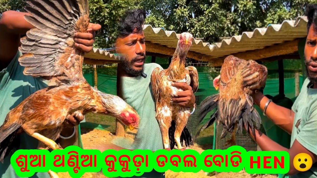 Parrot Beak Temper Tail Tamilnadu Bread !! Good Quality !! Double Body 👍
