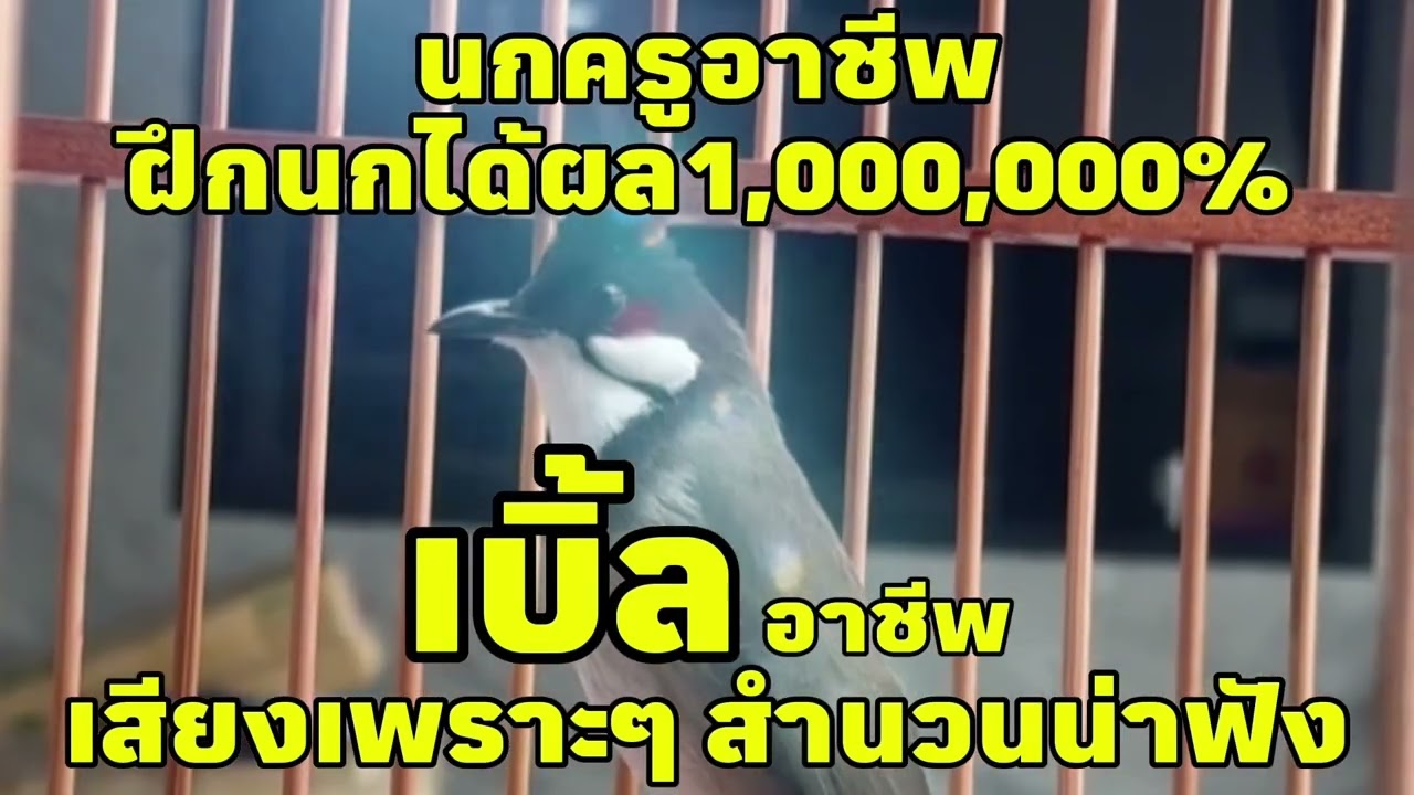เสียงนกกรงหัวจุก เบิ้ลอาชีพ ฝึกนกต่อเนื่องติดง่ายๆ100% #นกเบิ้ลอาชีพ #เสียงนกครู   #นกครูอาชีพ