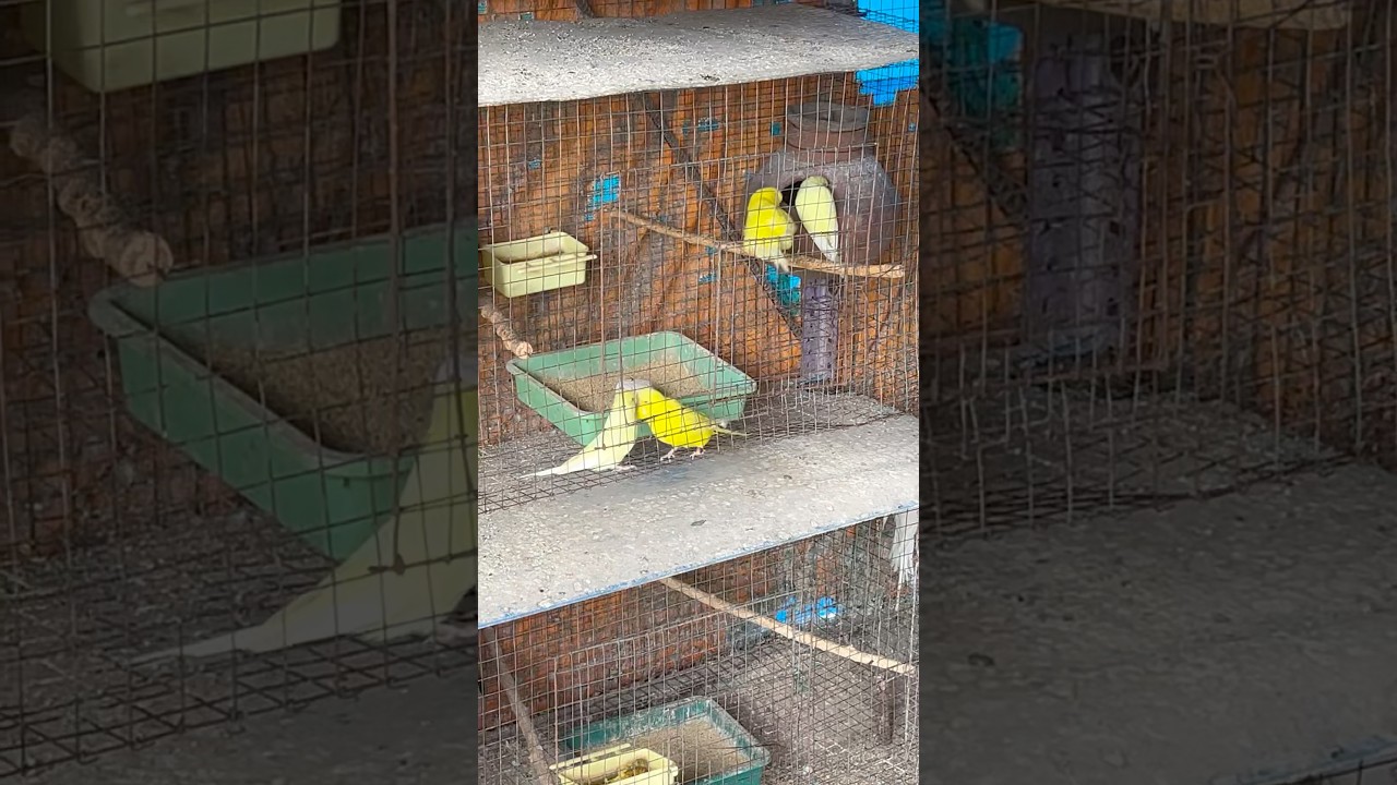 Lutino exhibition Budgies || Love birds 🐣 Budgies Red Eye 😍|| #budgie #parrot #birds #2026