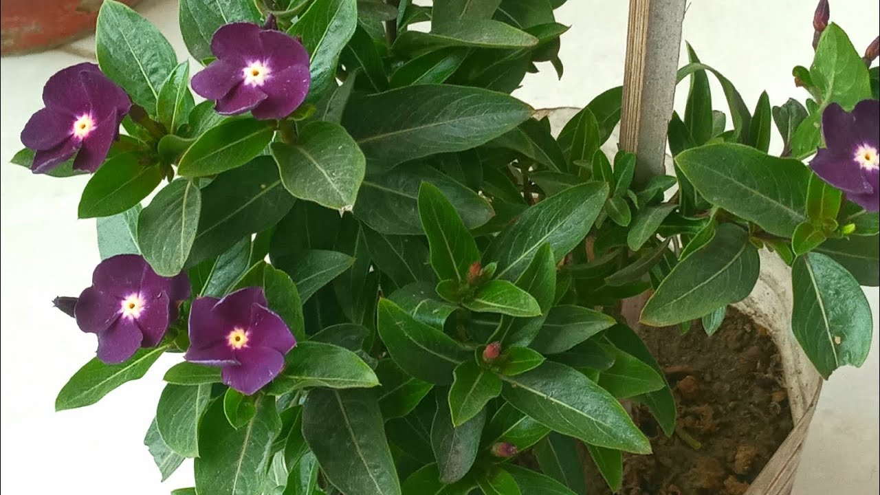 রেয়ার/ হাইব্রিড নয়নতারা মাদার গাছ ঝোপালো ও গাছ ভর্তি ফুল পেতে যা করতে হবে/ Rerar Vinca Mother Plant 