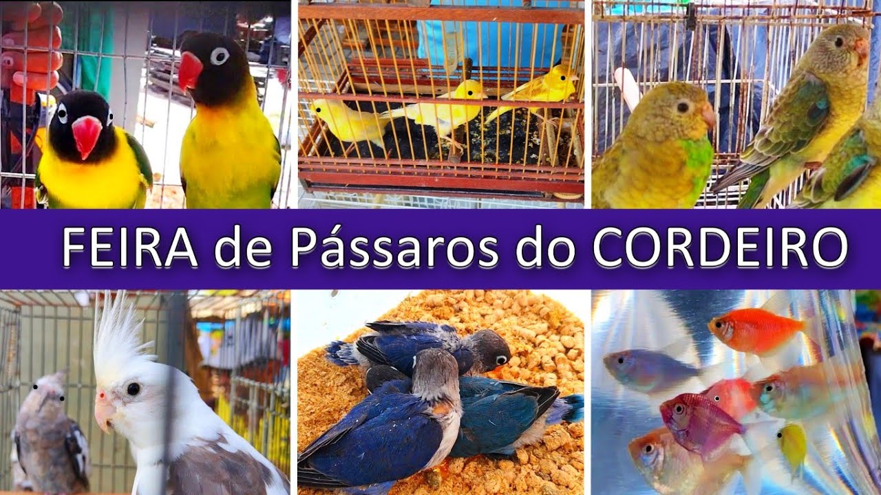 Feira de Pássaros e Gaiolas do Cordeiro 2 #passaros #criarpassaros #feiralivre