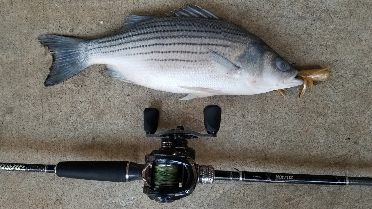 How to Set the Hook - Fishing tips and techniques to catch more fish.