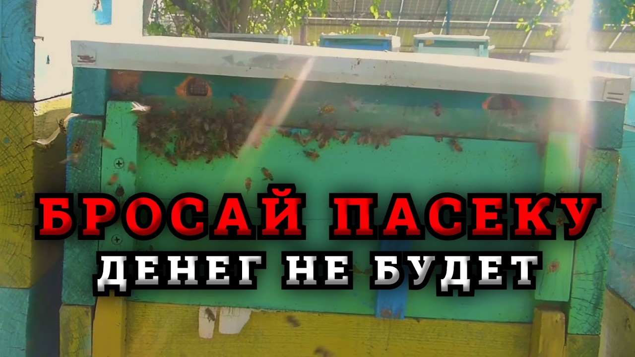 Ошибки начинающих пчеловодов после которых опускаются руки и пропадает желание заниматься пчелами .