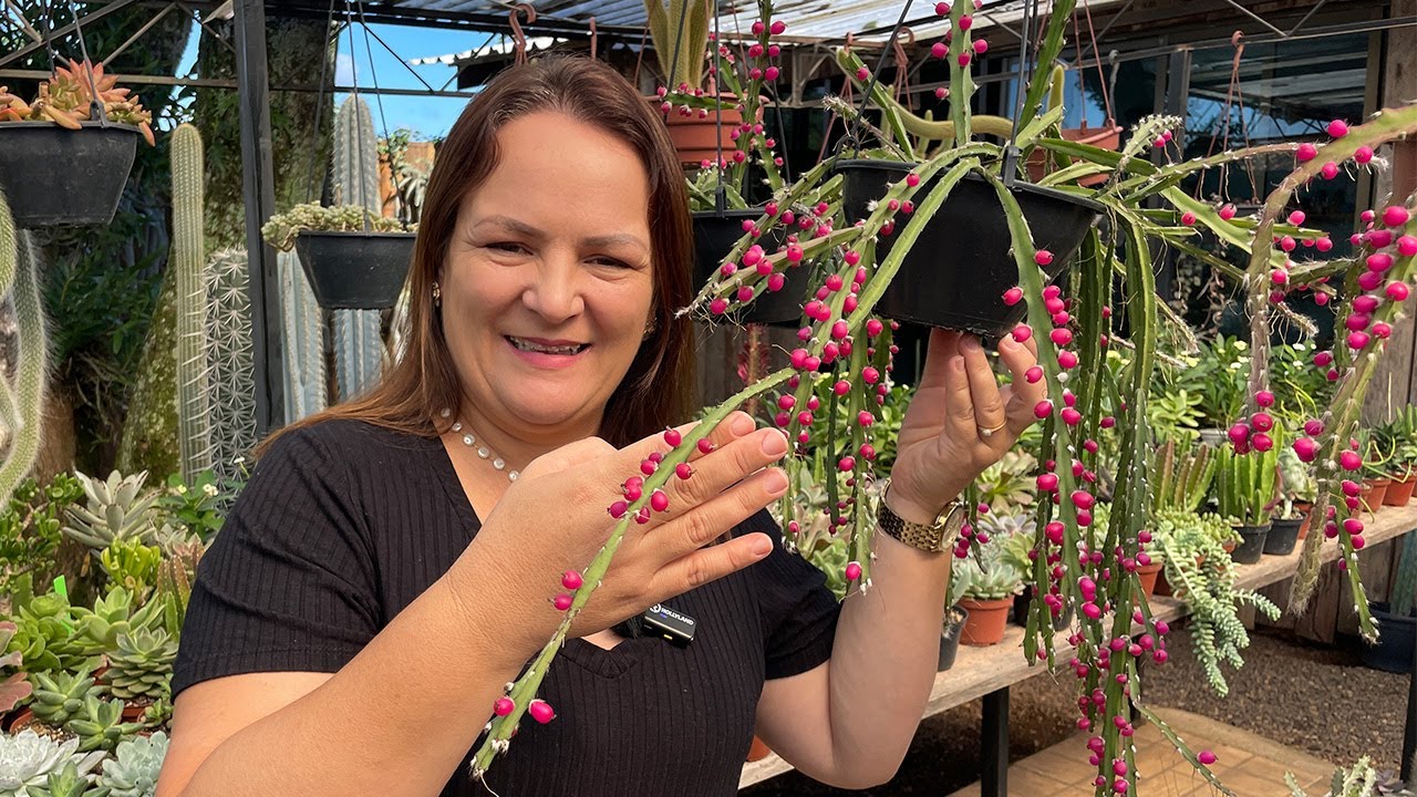 Jardinagem Criativa: Cactos e Uma Suculenta que Vai Te Surpreender!
