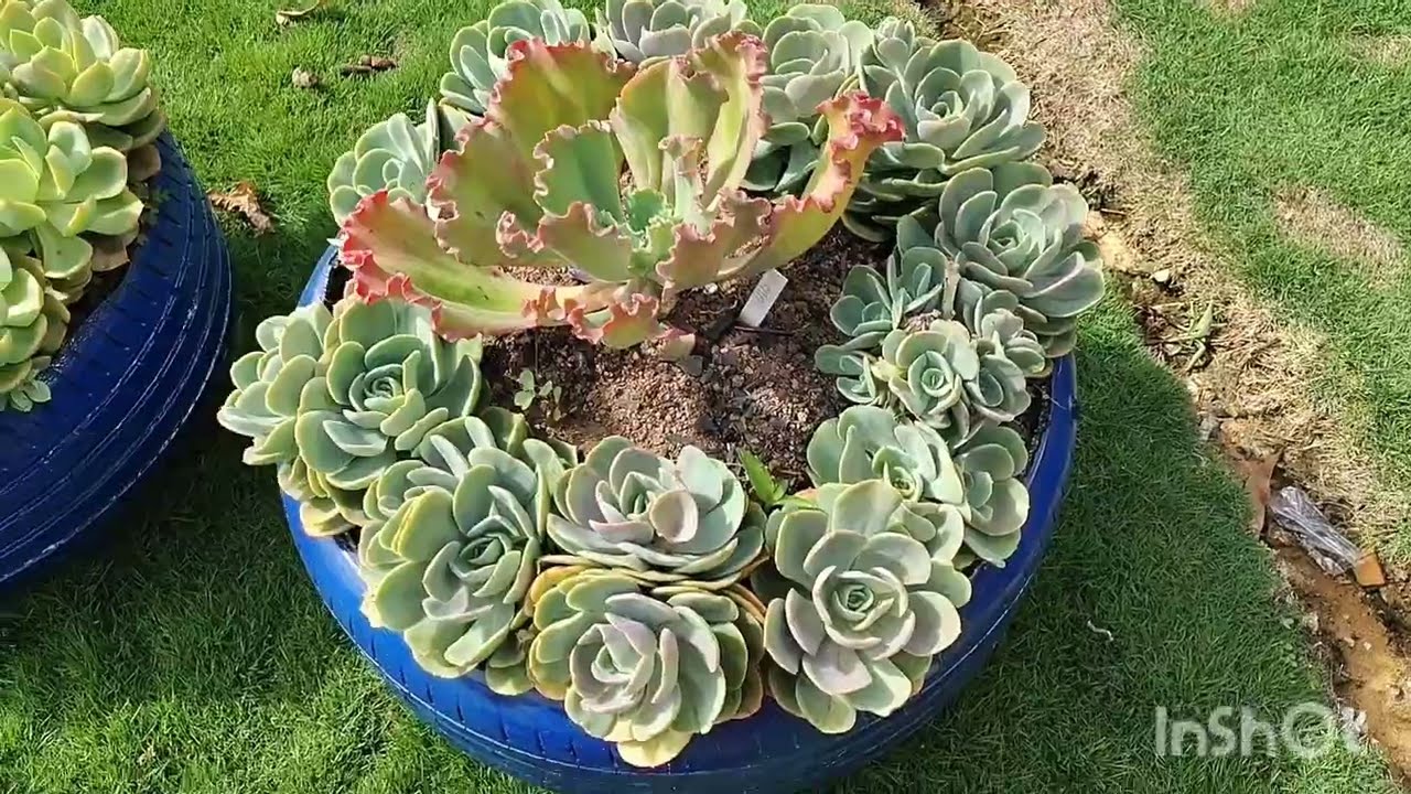 Suculentas compactas do cantinho da Jana e manutenção ainda no jardim