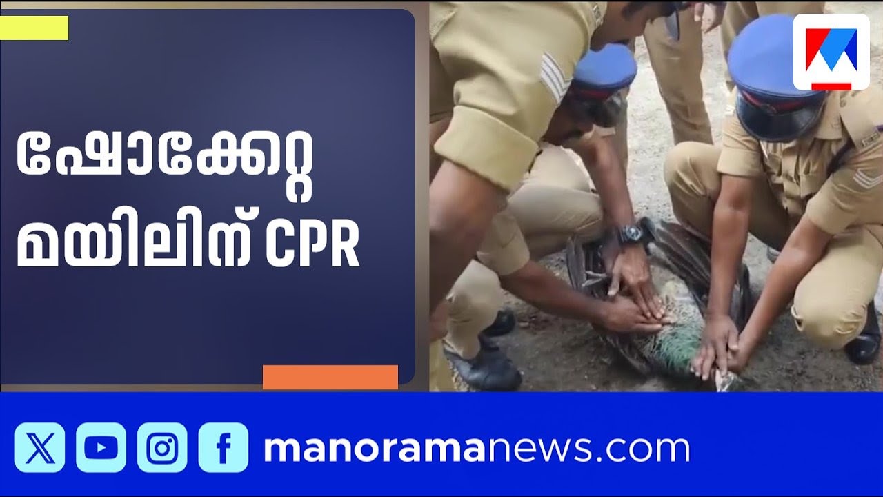 പാലക്കാട് ഷോക്കേറ്റു വീണ മയിലിന് രക്ഷകരായി ഫയർഫോഴ്സ്; CPR നൽകി ജീവിതത്തിലേക്ക് | Peacock | Shock