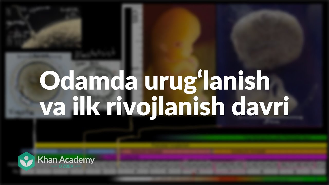 Odamda urug‘lanish va ilk rivojlanish davri | Yuqori sinf biologiyasi