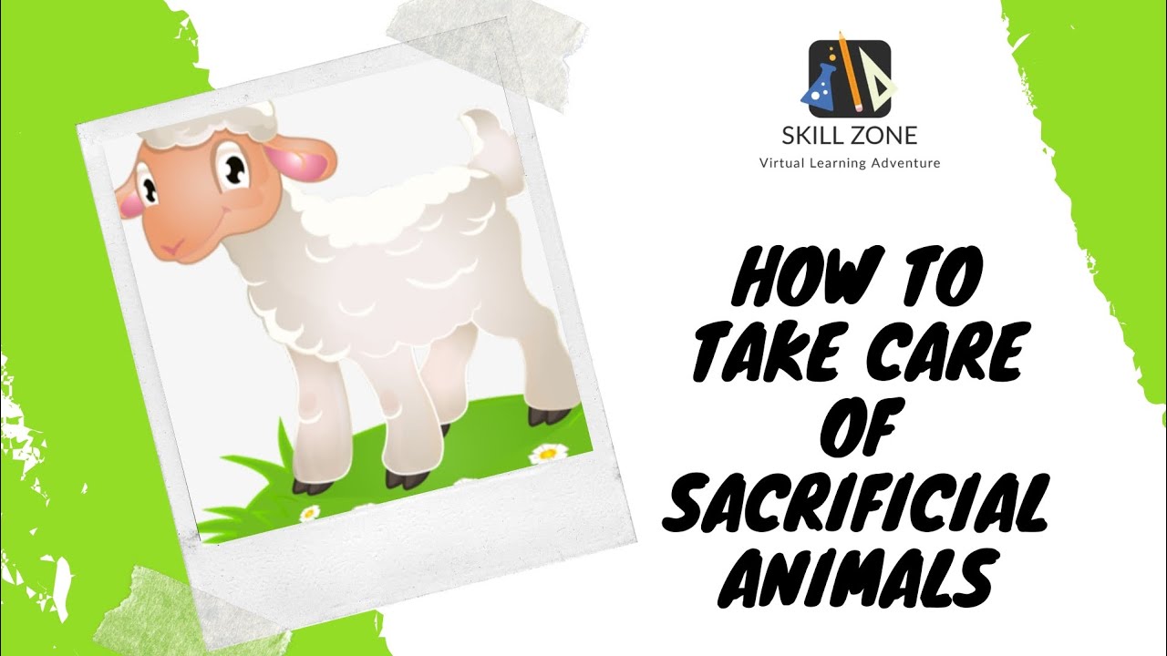 How to Take Care of Sacrificial Animals |Animal care tips #animalcare #eiduladha #animal #skillzone9