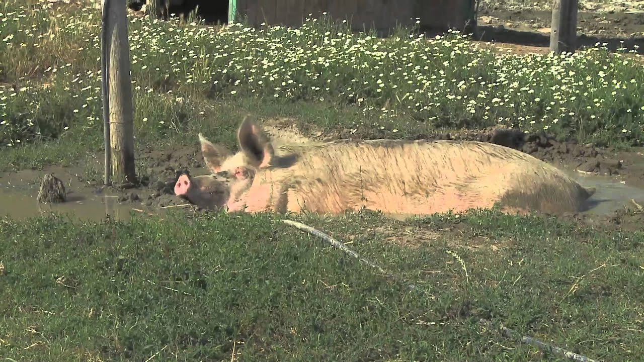 Fattoria della Pace Ippoasi