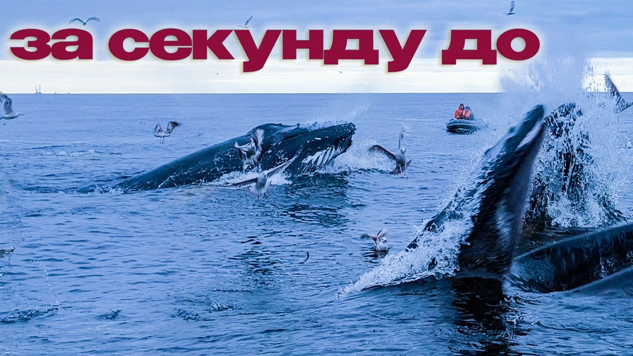 Кольский, я обязательно вернусь! 