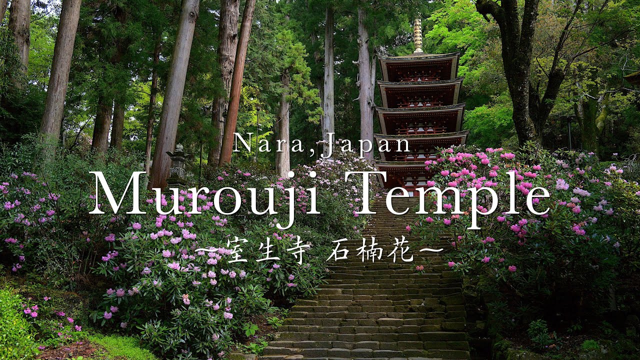 【奈良の絶景】室生寺の石楠花（シャクナゲ）：Murouji Temple in Spring in Nara, Japan