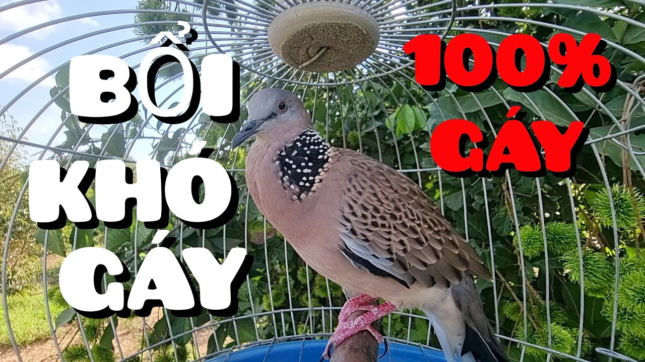 Tiếng cu gáy gọi hay cực chuẩn dùng để kích mồi tập bổi khỏi chê