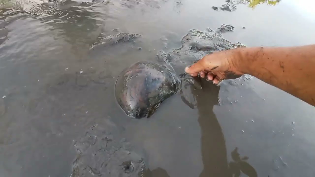 (PART 1)PINATUYO NAMIN ANG FISHPOND ANG DAMING ISDA😲 #subscribe #hilights #everyone #youtuber #youtu