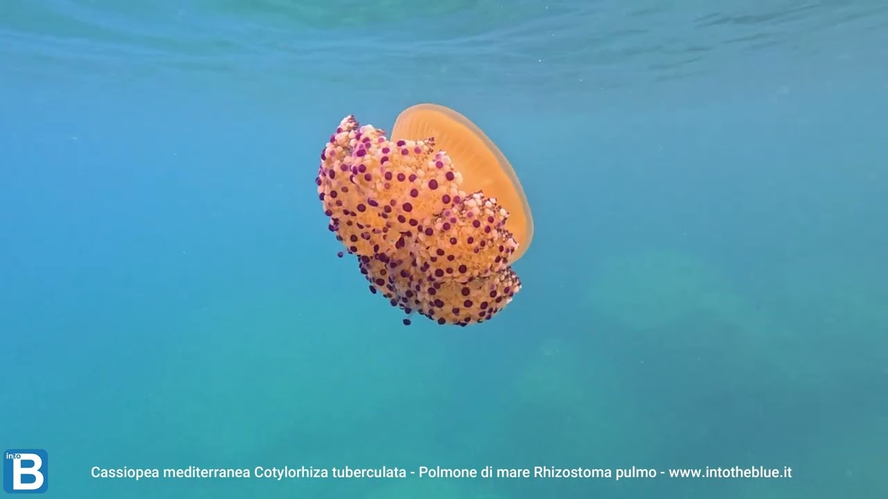Cassiopea mediterranea Cotylorhiza tuberculata Polmone di mare Rhizostoma pulmo - www.intotheblue.it