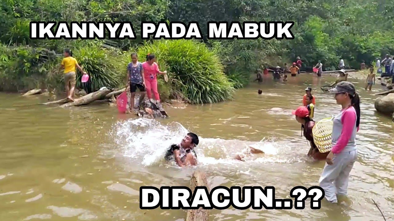 SERUNYA TRADISI NUBA IKAN, KAMPUNG MERAPUN