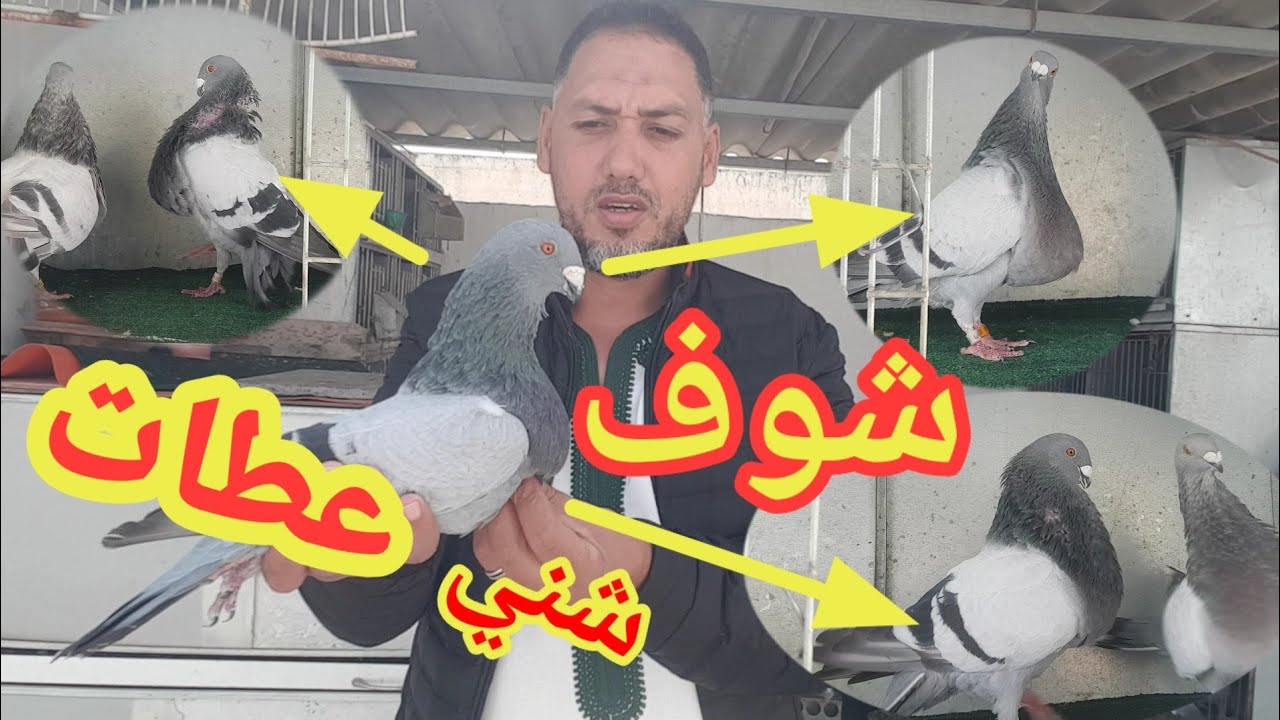 توليعة صباحية فراخ الحمام خنينسي من إنتاجي مشاء الله بتوفيق للجميع 11/10/2022