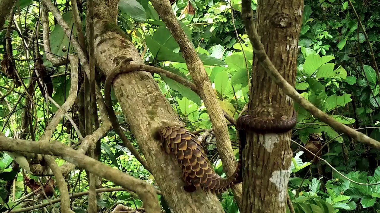 The development of pro-biodiversity value chains in Ghana (sub-title EN)