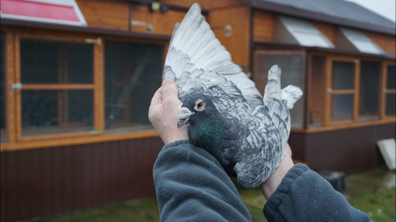 Opale nadwyżka Paweł J
