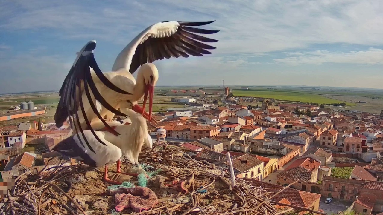 ¡REGRESAN LAS CIGÜEÑAS A MADRIGAL!  · Cigüeñas de Madrigal de las Altas Torres, Ávila. Nido 3