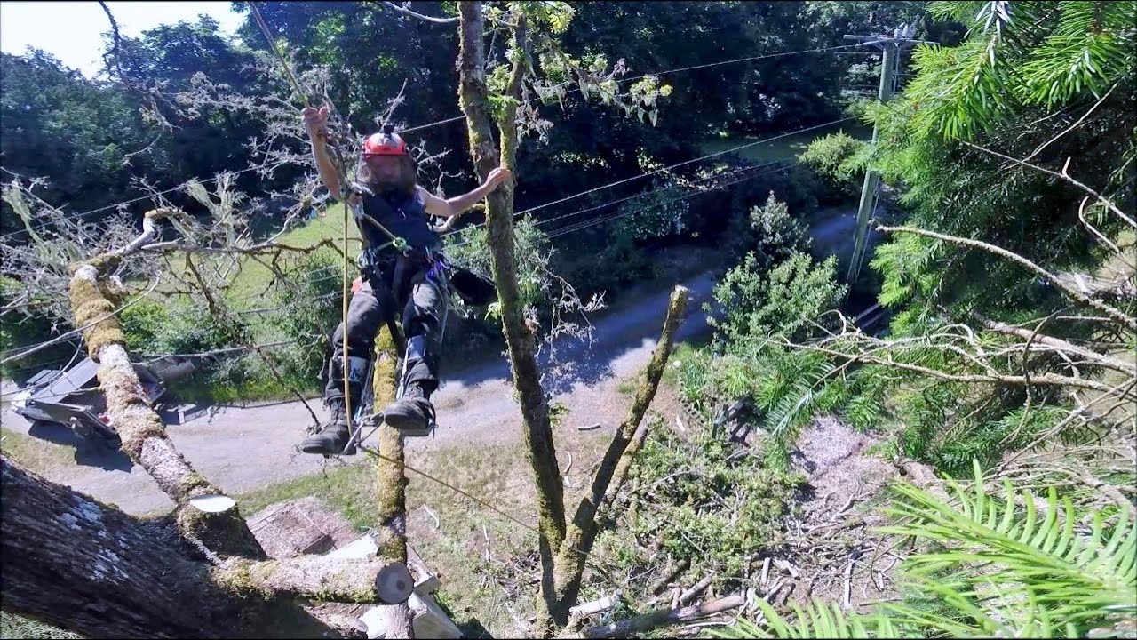 Dead Tree, Coming down