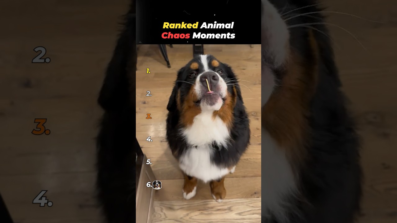 Ranked Animal Chaos Moments
