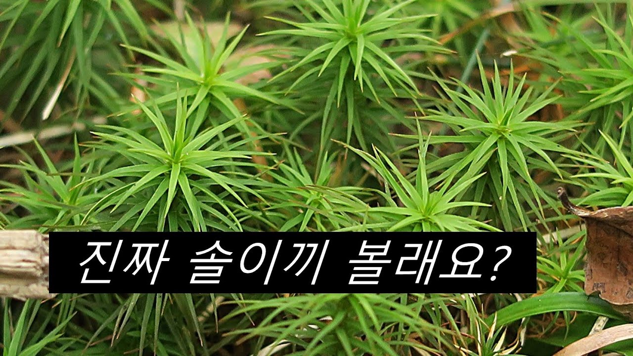 솔이끼 Polytrichum commune Hedw.