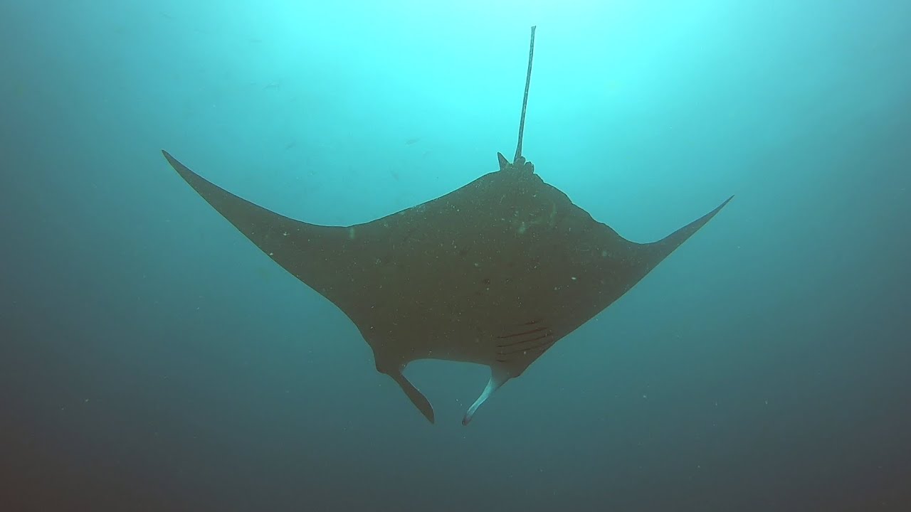 Diving with Manta Rays in The Maldives