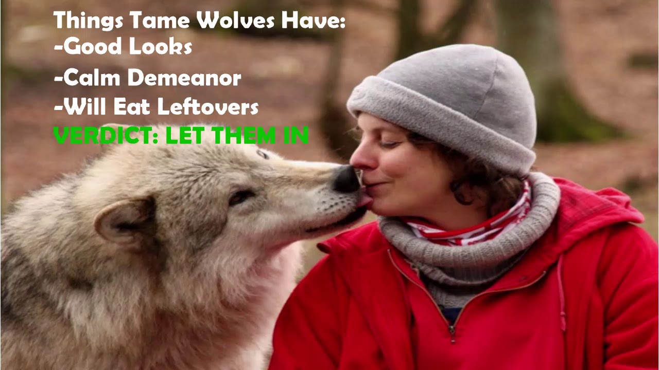 Domestication: From Wolf to Dog