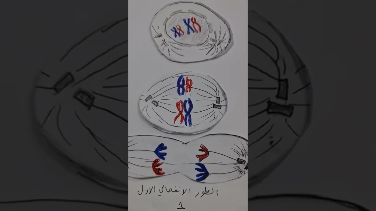 الانقسام الاختزالي   للسادس العلمي