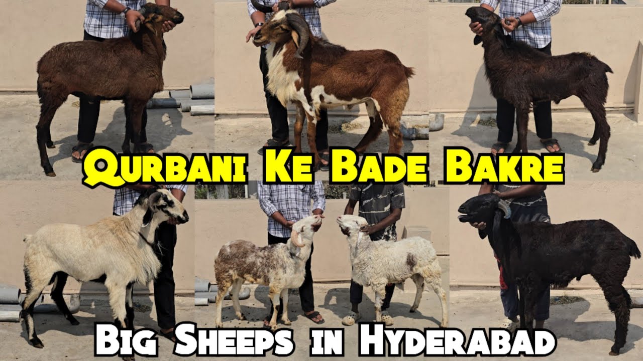 Qurbani K Big Horn Sheep Mende | Sindhnur Ongole Ameengadh & Telangana Potla Available in Hyderabad