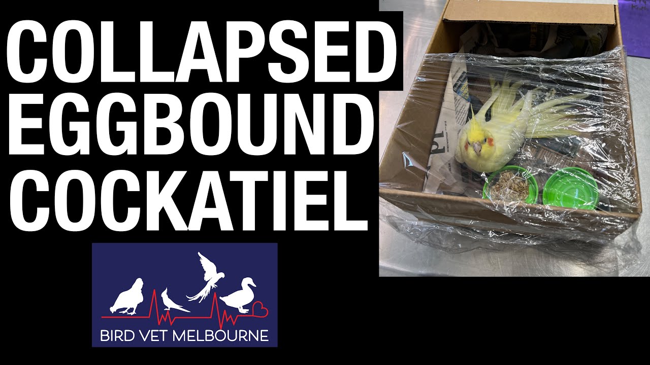 Collapsed eggbound cockatiel at Bird Vet Melbourne