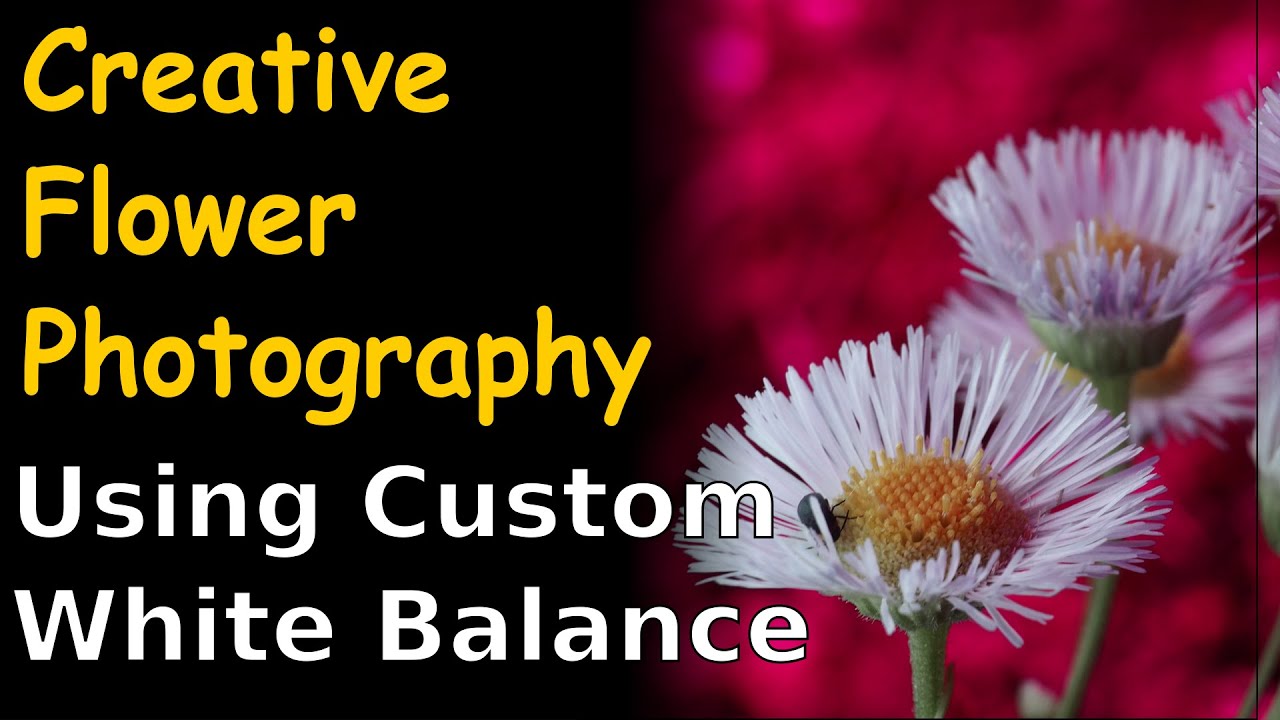 Creative Flower Photography Using Custom White Balance ep.165