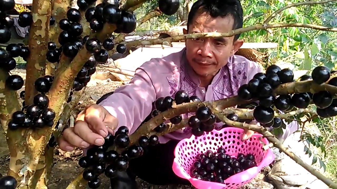 Panen Anggur Brazil di Majalengka, WA 085659044554 ig : @den.purbaya @generasi_petanicerdas