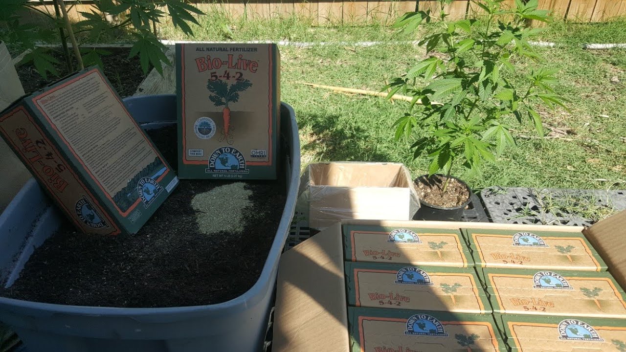 Lasagna tech |chopping and dropping my cover crop/ Top dressing biolive| ORGANIC OUTDOOR CANNABIS|