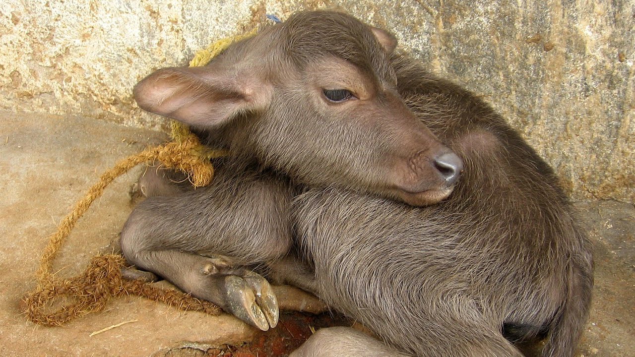 Cute Sound by Water Buffalo Calf