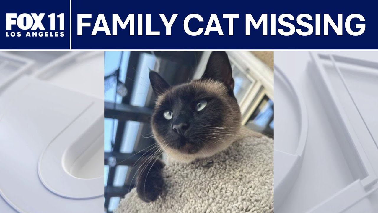 Family cat allegedly stolen by delivery driver  | FOX 11 LA