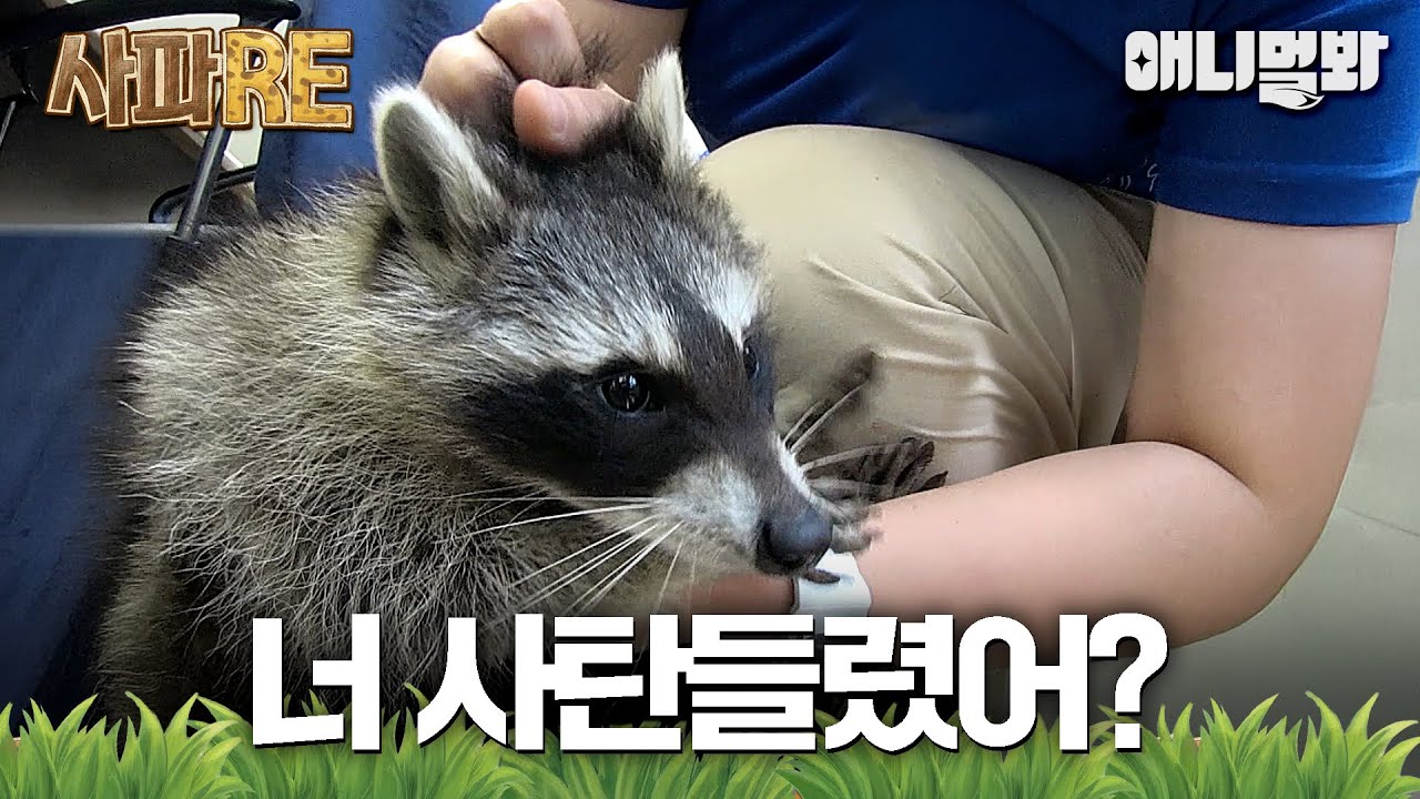 [#사파RE] 모였다 하면 조용할 리가 절~대 없는 사고뭉치즈 #TV동물농장 #AnimalFarm #애니멀봐