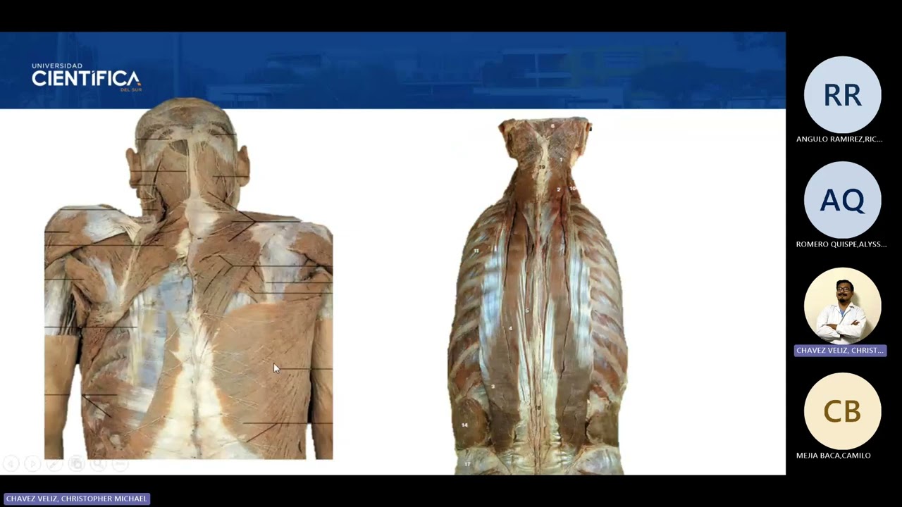 07) TUTORÍA DE ANATOMÍA DE MORFO 2 20260