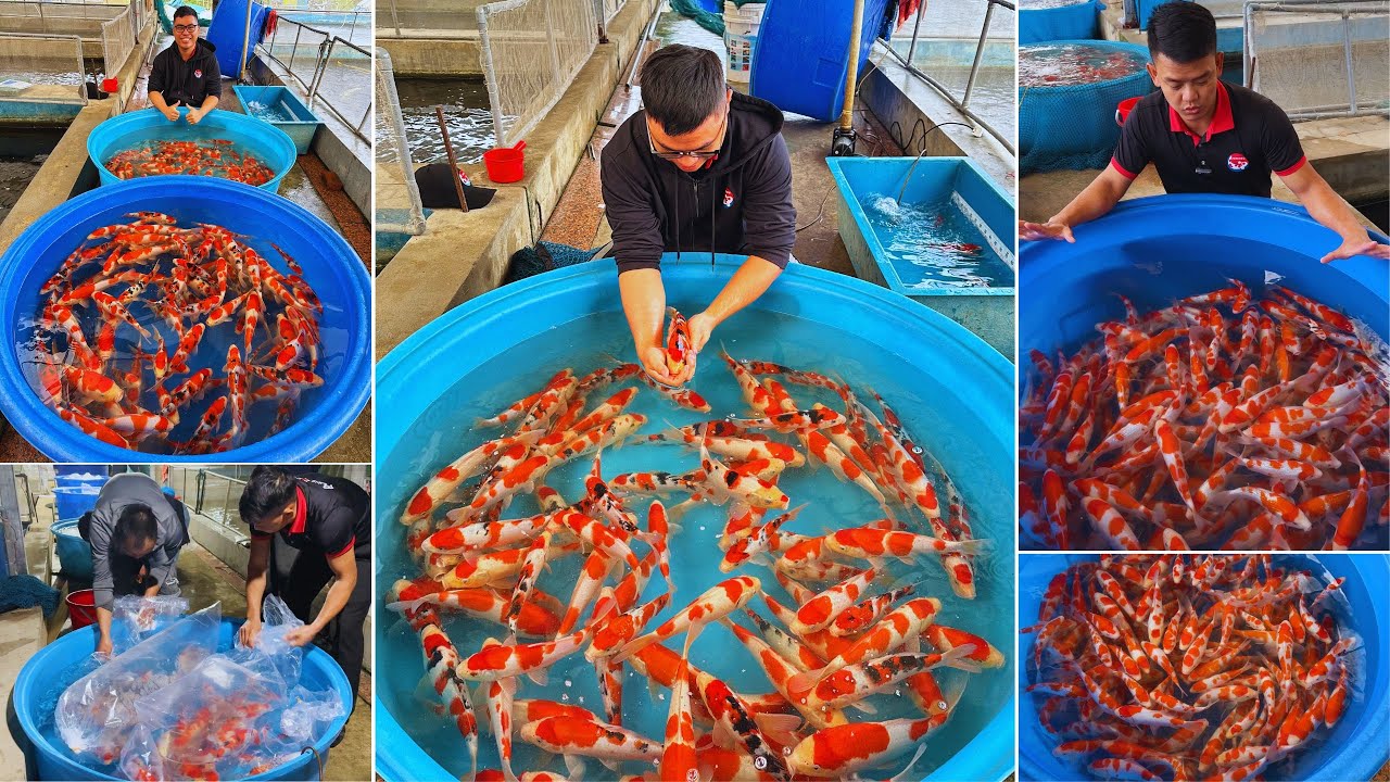 1000 KOI FISH SHIPMENT from JAPAN: 1000 HIGH QUALITY TOSAI KOI FISH