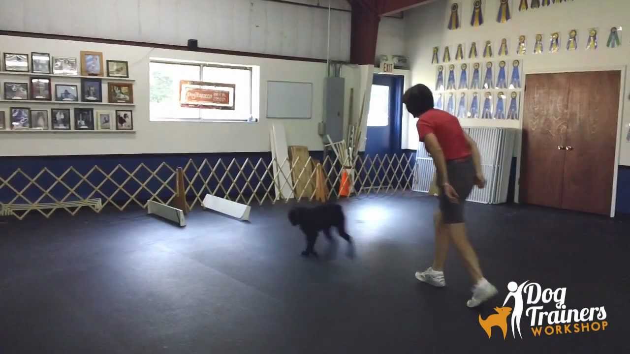 Go-outs and Directed Jumping at 5 Months: Dog Training with Connie Cleveland