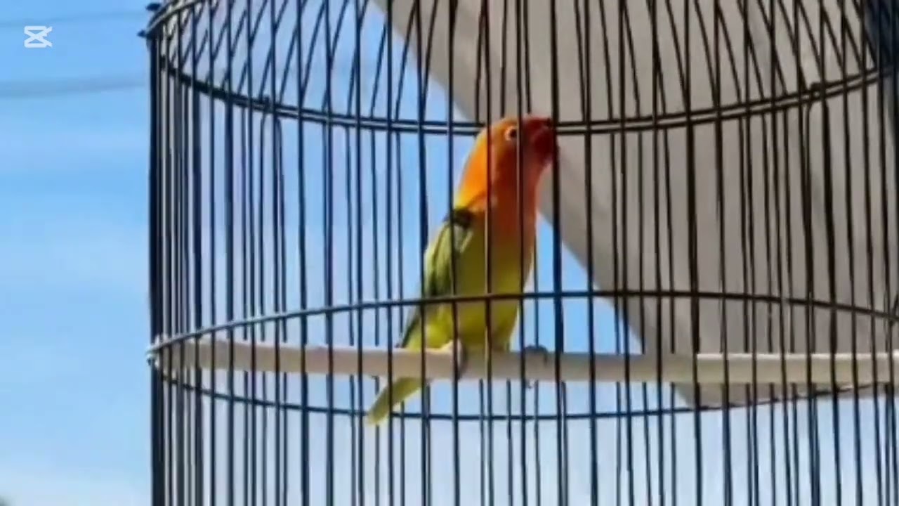 Lovebird ngekek panjang dengan variasi isian terbaik dan tembakan mewah 1 Januari 2026