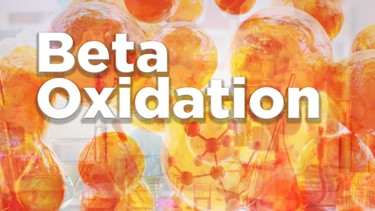 Beta oxidation |  &beta;-Oxidation