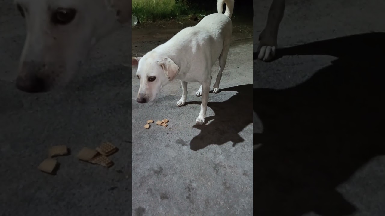 நம்ம சொந்தக்காரங்க எல்லாம் ஹோம் தியேட்டர் மாதிரி#tranding #comedy #shortsfeed #funny#virashorts #dog