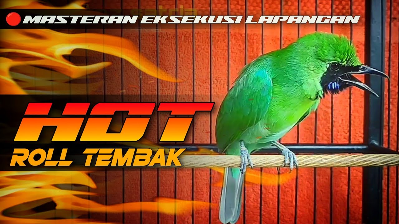 🔴HOT‼️CUCAK IJO GACOR JAMTROK FULL ROLL TEMBAK 