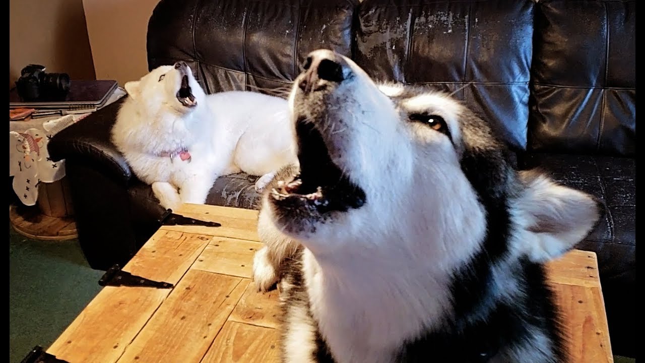 Snow Dogs | Howling With Steel The Husky